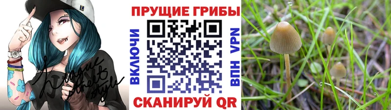 сколько стоит Губаха мега как зайти Псилоцибиновые грибы Cubensis