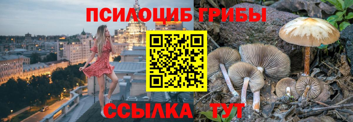 Псилоцибиновые грибы Psilocybe Губаха
